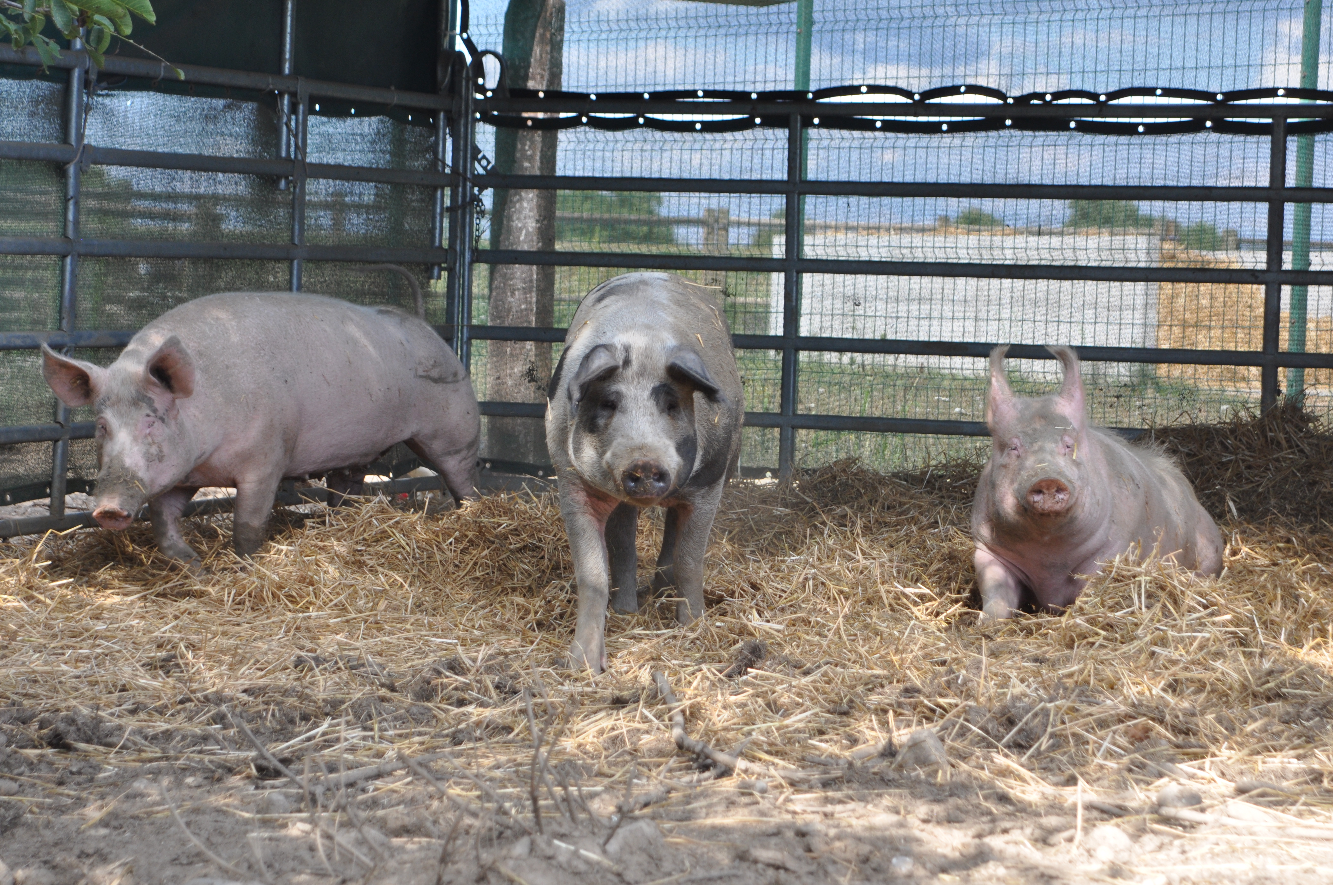 Unsere Schweine brauchen ein neues Dach über dem Kopf