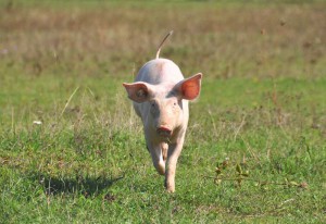 Tierpatenschaft für Schwein Laura übernehmen