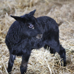 Tierpatenschaft für Schaf Bruno übernehmen