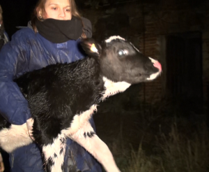 Zwergi und Tierschützerin Denise bei der Rettung.
