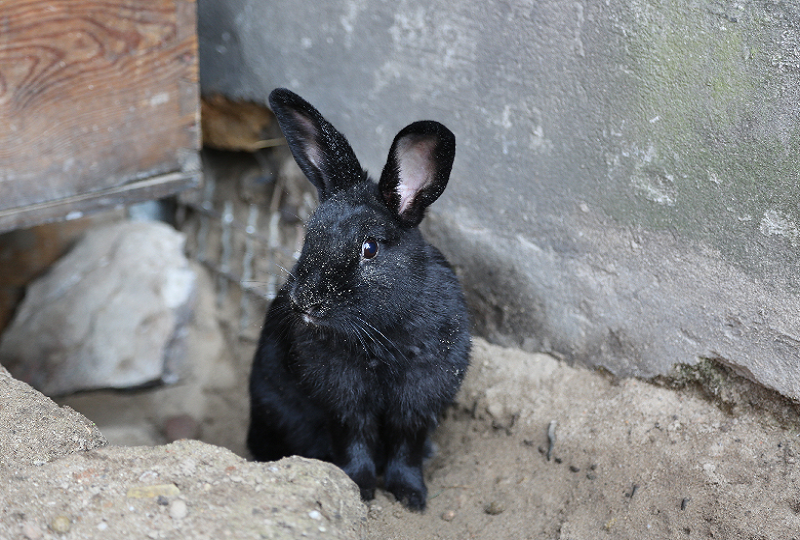 Tierpatenschaft für Kaninchen Luzie übernehmen
