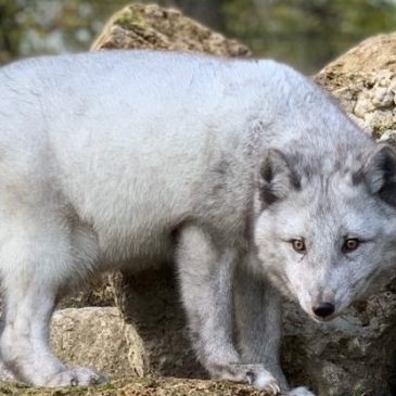 Polarfüchsin Mascha – so gut geht es ihr nun!