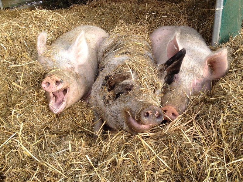 Die Schweine Jan, Laura und Stefan liegen im Strohbett.