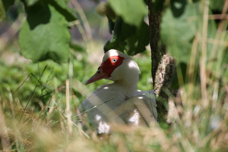 Ente Hilde sitzt im Schatten unter einem Baum. Die Tierpatenschaft hat ihr Leben gerettet.