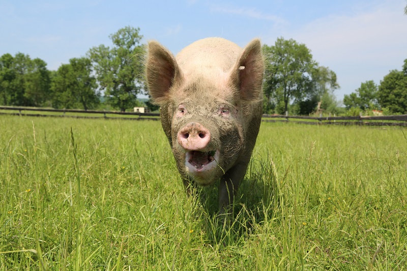 Schwein Lilly steht glücklich auf einer grünen Wiese in ihrem sicheren Zuhause. Die Tierpatenschaft hat ihr Leben gerettet.
