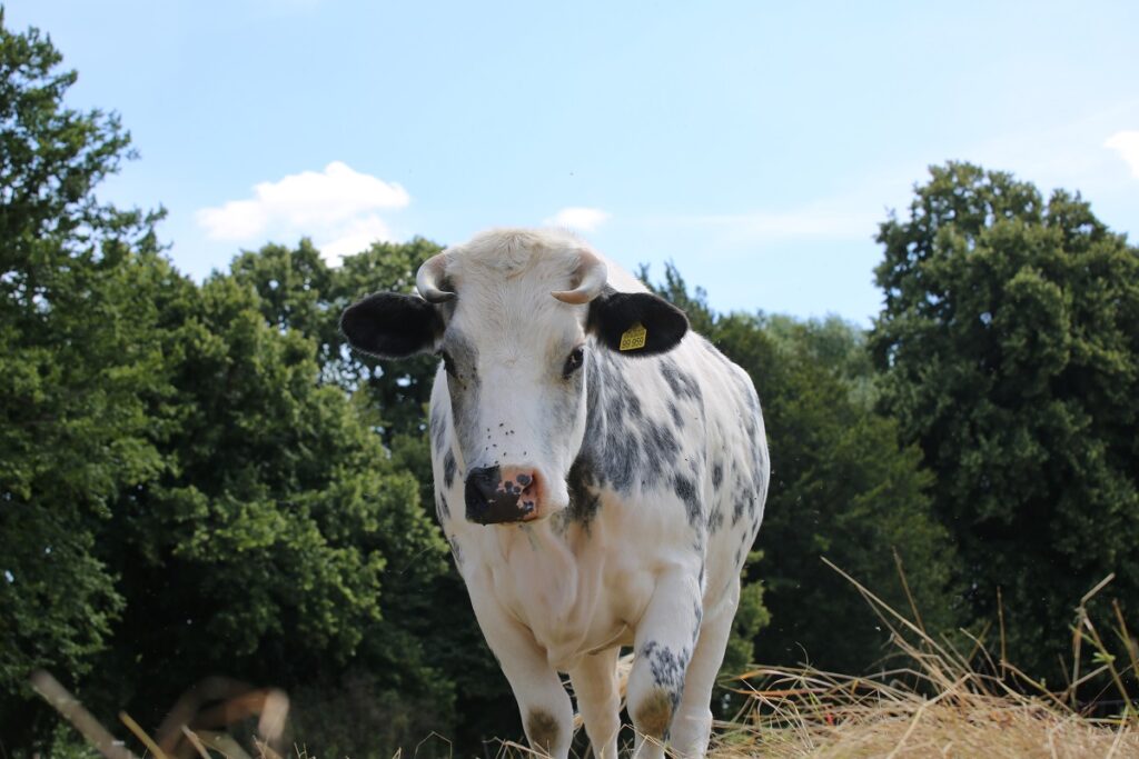 Rind Marla auf der Weide