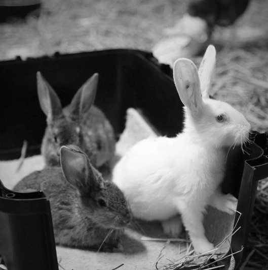 Kürzlich retteten wir drei junge Kaninchen. Leider verstarben die drei an den Folgen der schlechten Haltung der Kaninchenzuchtanlage.