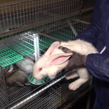 Erfolg: 4 Kaninchen aus der Zuchthölle gerettet
