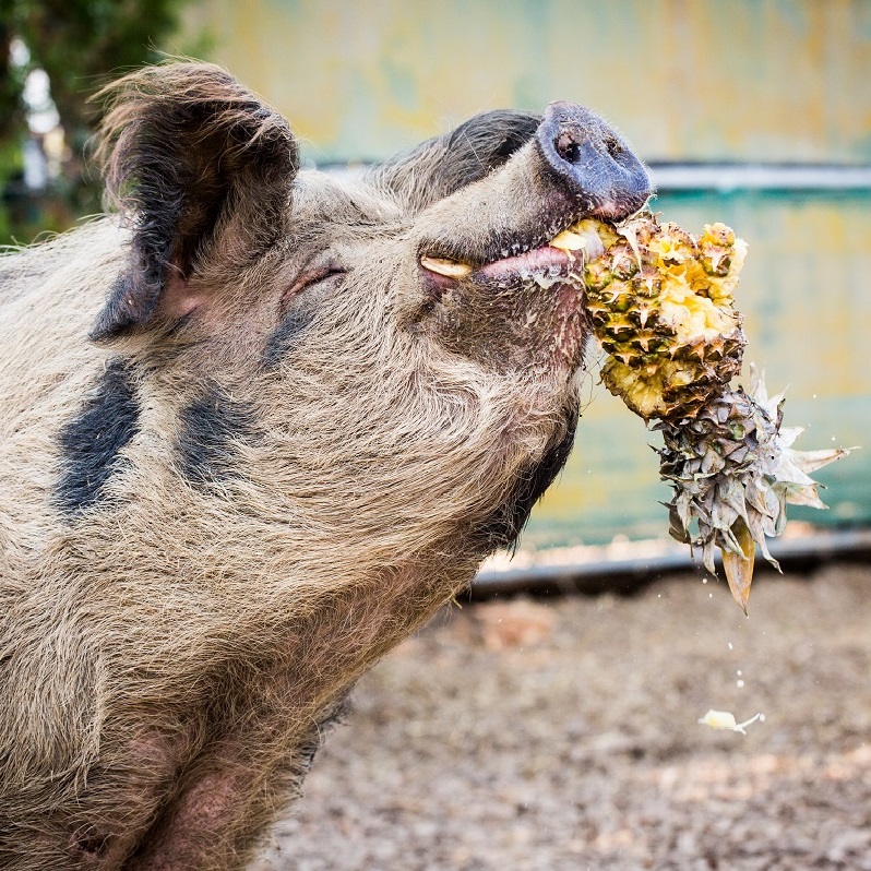 Schweine sind ganz wunderbare Tiere! Solltest Du noch Zweifel haben, wirst Du nach diesen Fakten bestimmt anders denken! 😍