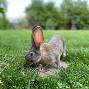 Update: gerettete Kaninchen aus Zuchthölle!