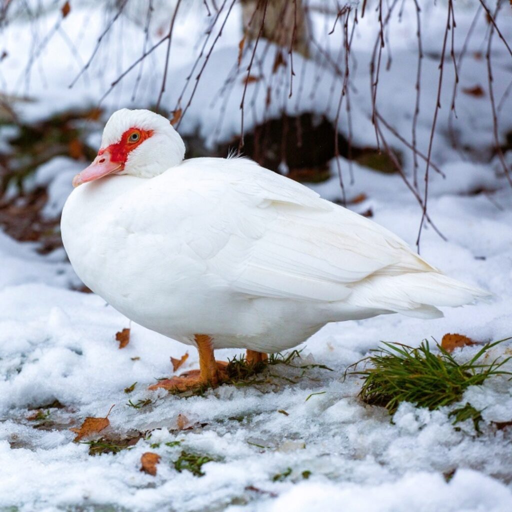 Wünscht Du dir eine winterliche Stimmung und süße Tiere? ❄️🐷🐮 
Hier sind die schönsten Winterbilder unserer Schützlinge.