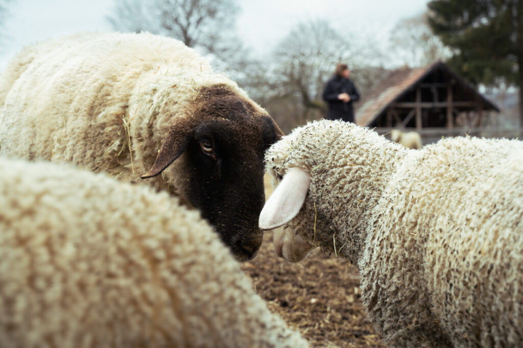 Schafe begrüßen sich
