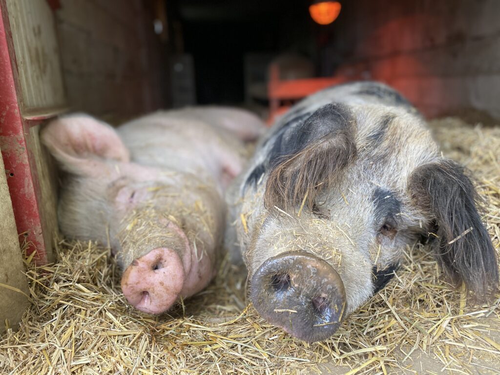 Schwein Stefan und Jan schlafen