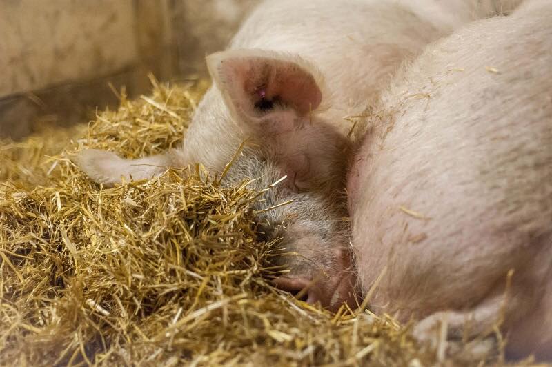 Schweine schlafen aneinander gekuschelt im Stroh. 