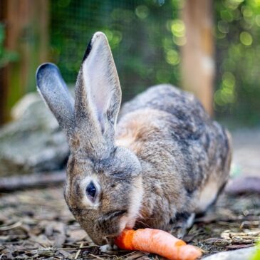 Update: gerettete Kaninchen aus Zuchthölle!