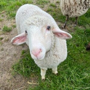 Schaf Flo auf der Weide