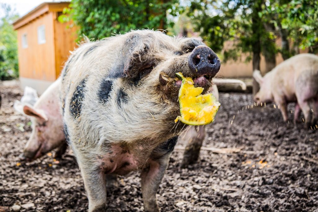 Schwein Jan nascht Melone im Sommer