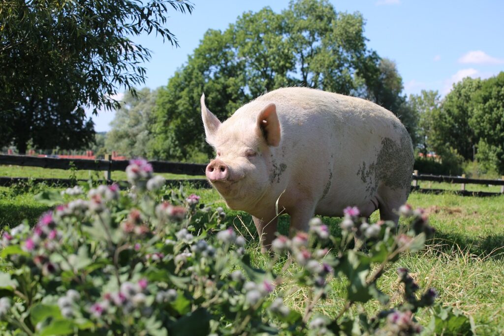 Schwein Lilly zwischen Blumen im Sommer