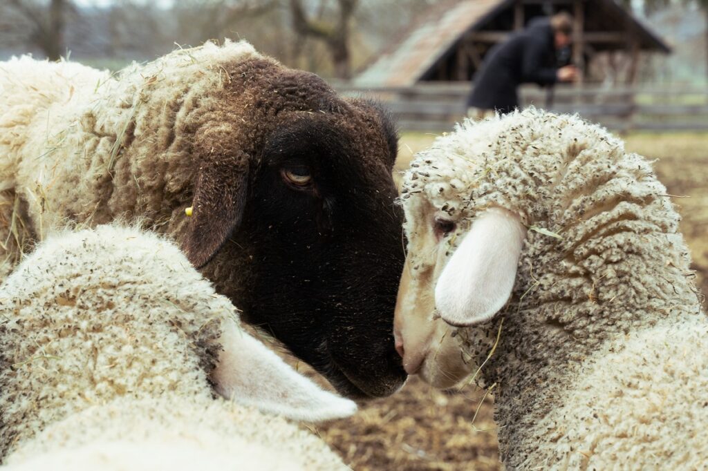 Die Lämmer begrüßen die Schafherde