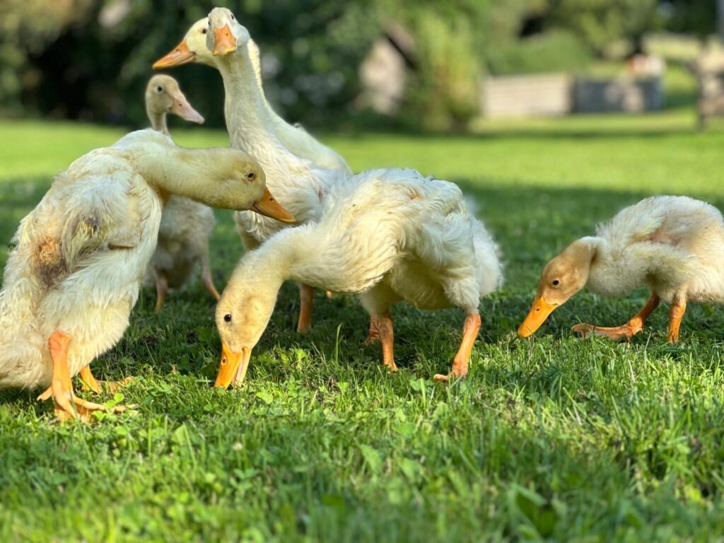 Entenküken