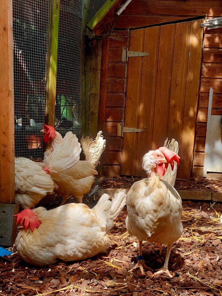 Vom Ei zum Huhn: Hennen auf dem Lebenshof