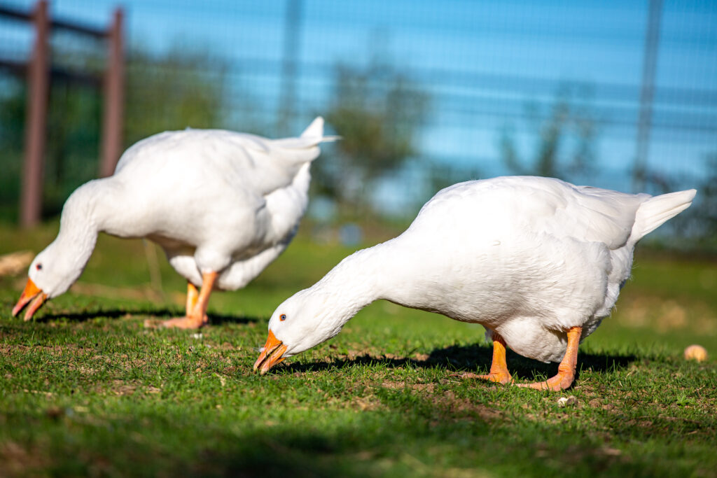 Tierpatenschaft: Fibi & Fabuis