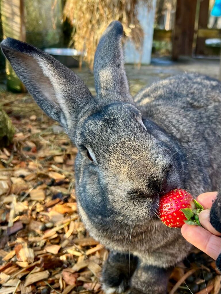 Auf dem Lebenshof: Hase Hasi