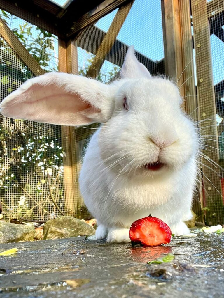 Auf dem Lebenshof: Hase Pünktchen