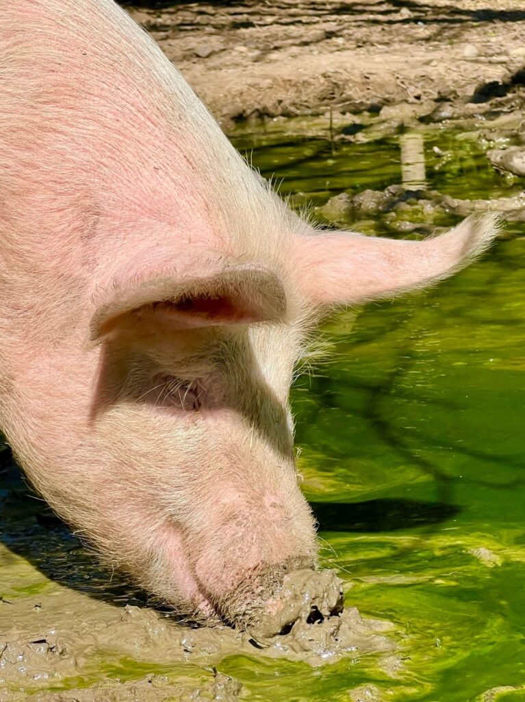 Auf dem Lebenshof: Schwein Broder
