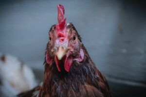 Huhn auf einem Lebenshof