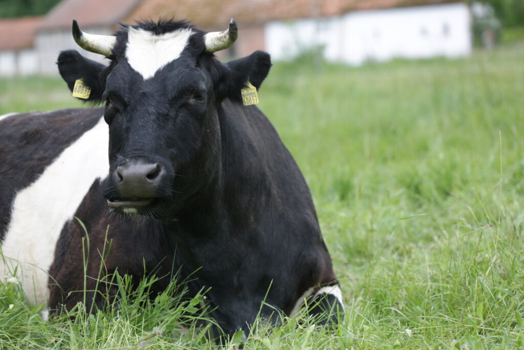 Tierpatenschaft: Marie-Muh