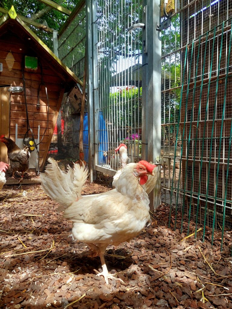 Vom Ei zum Huhn: Sie scharren, picken, leben in Gruppen