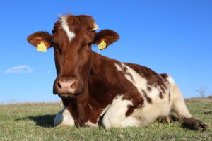 Unsere Rinder: Rind Uxi