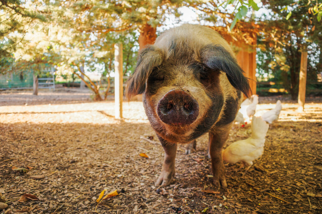 Erinnerung von Tieren: Schwein Jan auf dem Lebenshof