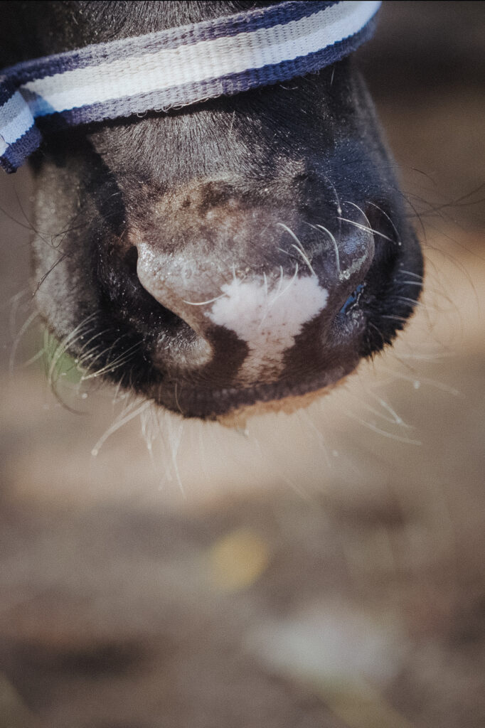 Kiwi hat ein Herz auf der Nase